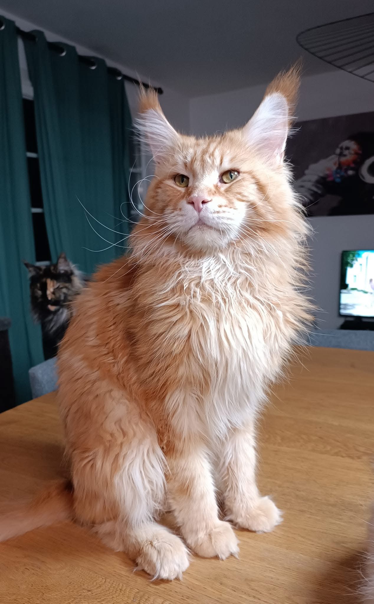 Père : Big Giant’s Resort’s Billy (Red Blotched Tabby)