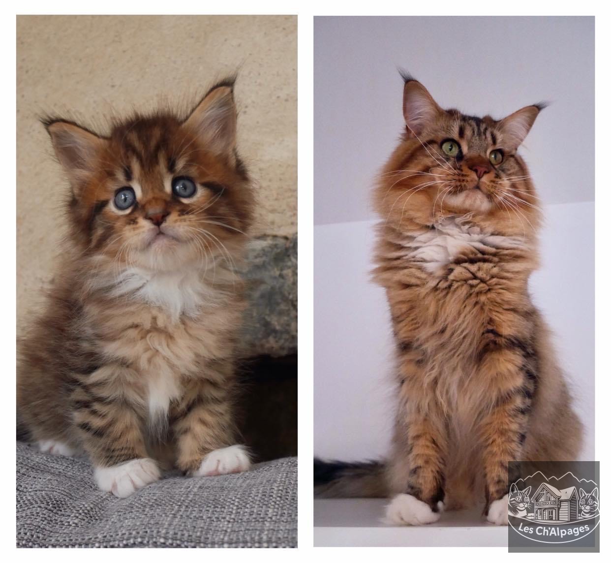 Photo de Octave des Écrins d’Argent Brown spotted tabby et blanc, mâle Maine Coon reproducteur