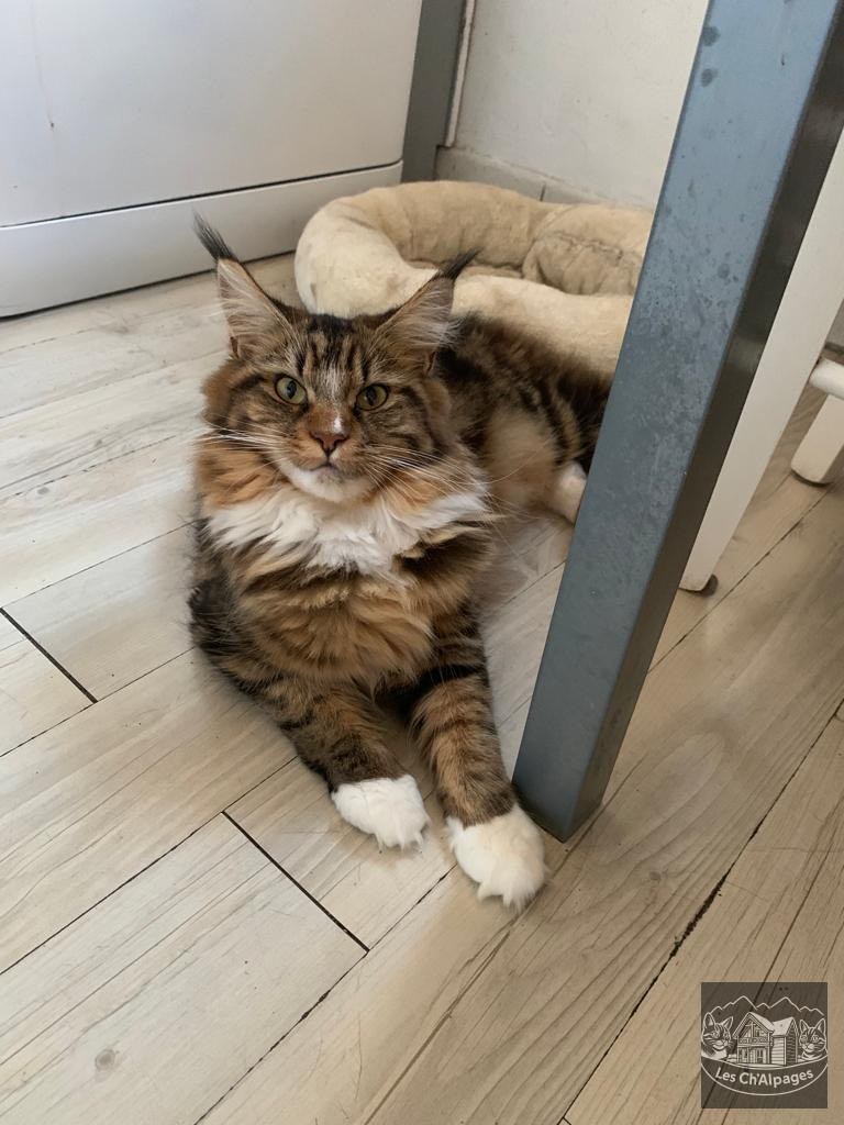 Photo de Topaze des Ch’Alpages, femelle Maine Coon reproducteur
